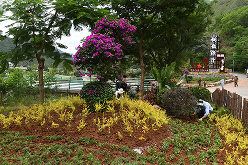 8萬余株花草扮靚綠汁鎮.jpg