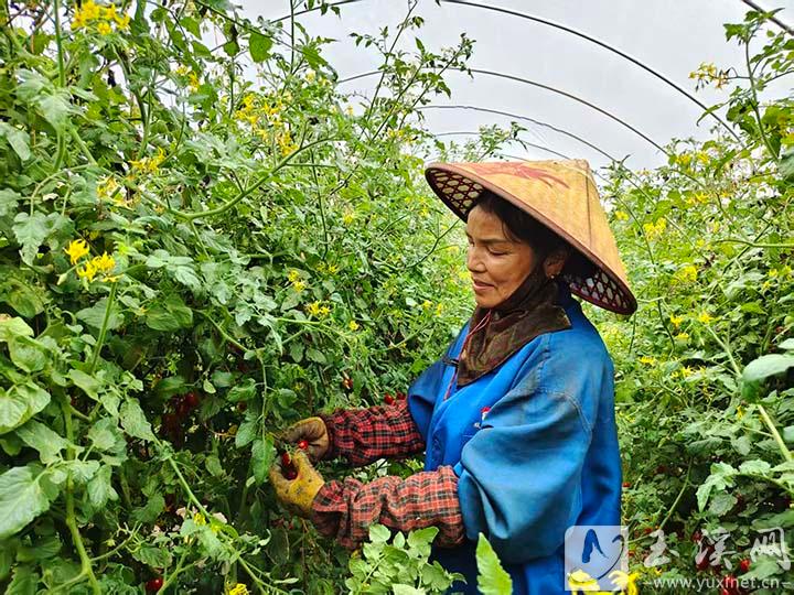 易門縣曾所社區玲瓏小番茄豐收.jpg
