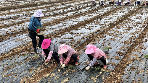 梅營社區：初冬時節洋蔥移栽忙.jpg
