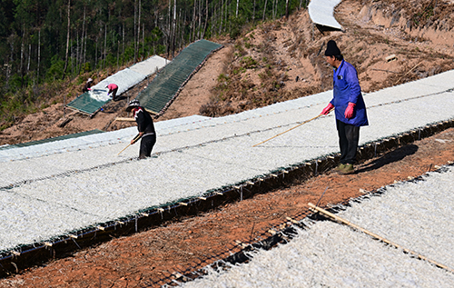 小街街道8000余畝山地蘿卜豐收.jpg