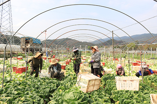 河外村：搶抓農(nóng)時(shí)采收娃娃菜.jpg