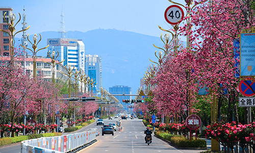 “櫻花大道”扮靚春日家園.jpg