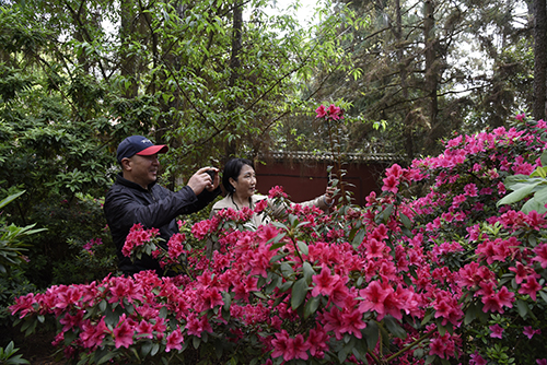 秀山公園杜鵑園迎來賞花季.jpg