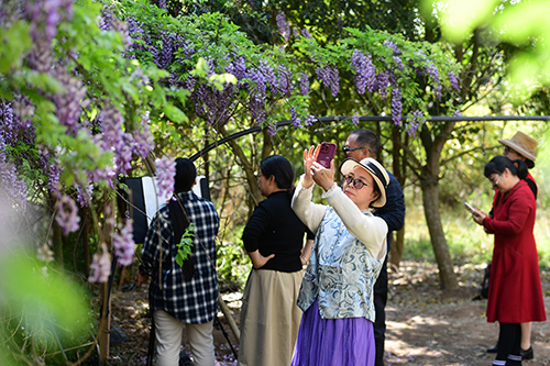 紫藤花開迎客來.jpg