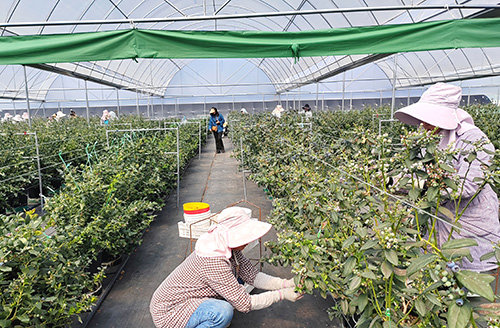 我市藍(lán)莓種植面積達(dá)5.45萬畝.jpg