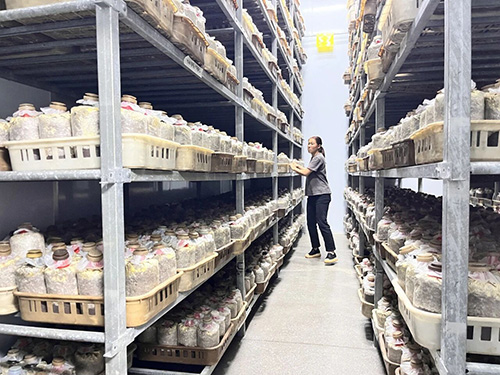 易門德樺菌業科技賦能見手青產業 智慧種菌助力鄉村振興.jpg
