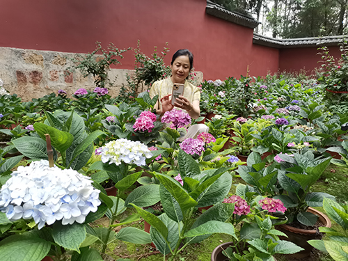 繡球花開引客來.jpg