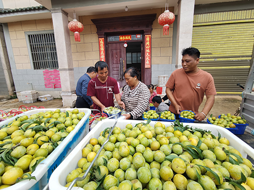 蜂糖李變身鄉村“致富果”